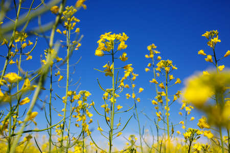 Rural landscapes -yellow field on blue background