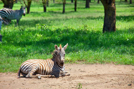 African plains zebras on the dry brown savannah grasslands browsing and grazing. African safari backgroundの写真素材