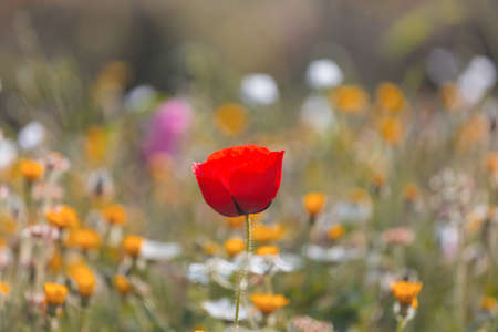 Wild red poppies on the meadow in sunny day. Decorated with light spots.の写真素材