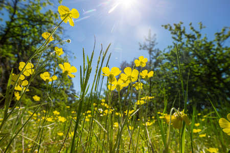Beautiful wildflowers on a green meadow in summer season. Natural background.の写真素材
