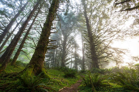 Fabulous rain forest. Trees covered with thick layer of moss.