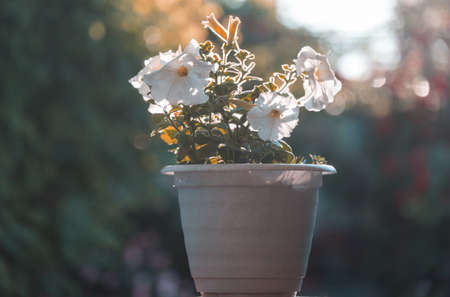 Amazing fresh flowers in summer gardenの写真素材