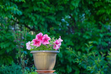 Amazing fresh flowers in summer gardenの写真素材