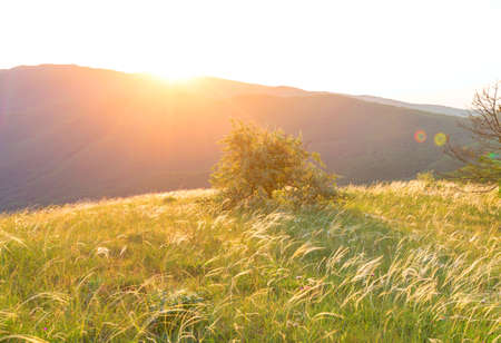Mountain meadow in sunny day. Natural summer landscape.の写真素材