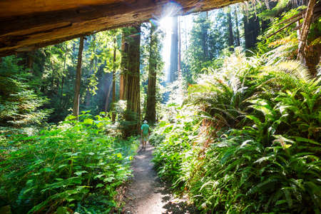 Man hiking bay the trail in the forest.Nature leisure hike travel outdoor