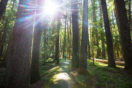 Man hiking bay the trail in the forest.Nature leisure hike travel outdoor