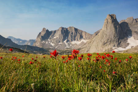Beautiful wildflowers on a green meadow in summer season. Natural background.
