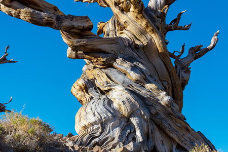 Ancient Bristlecone Pine Tree showing the twisted and gnarled features.California,USA.