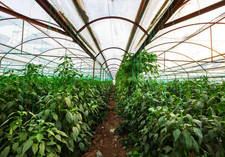 Green plantation. Growing pepper in the greenhouse