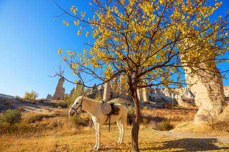 Horses grazing in Cappadocia in the fall season, Turkeyの写真素材