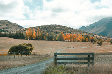 Autumn scene in yellow tones. Fall background.