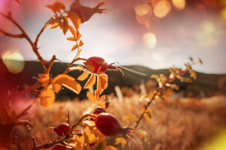 Rosehip berries on the twig in mountains, natural autumn seasonal backgroundの写真素材