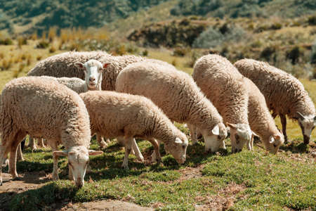 Sheeps  in green summer  mountainsの写真素材