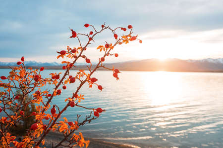Rosehip berries on the twig in mountains, natural autumn seasonal backgroundの写真素材