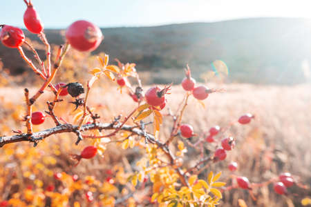 Rosehip berries on the twig in mountains, natural autumn seasonal backgroundの写真素材