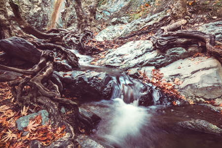 The forest creek in autumn seasonの写真素材