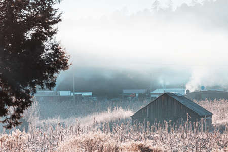 Frozen late autumn meadow close up. Winter background.の写真素材