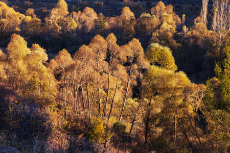 Autumn scene in yellow tones. Fall background.