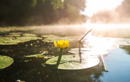 The view on the yellow water lilies blooming in the summer riverの写真素材