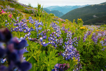 Beautiful wildflowers on a green meadow in summer season. Natural background.