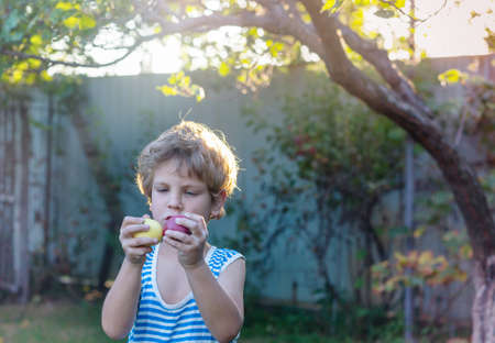 the little boy is harvesting the fall harvest in the gardenの写真素材