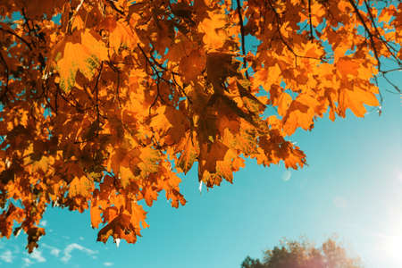 Colorful yellow leaves in Autumn season. Close-up shot. Suitable for background image.の写真素材