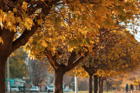 Autumn tree in morning meadow. Falling leaves natural backgroundの写真素材
