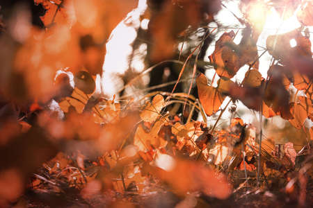 Colorful  autumn meadow in mountains. Natural background.の写真素材