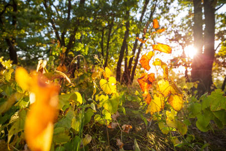 Colorful autumn leaves in a sunny forest. Autumn natural background
