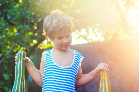 the little boy is harvesting the fall harvest in the gardenの写真素材