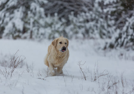 dog in the winter in the snow