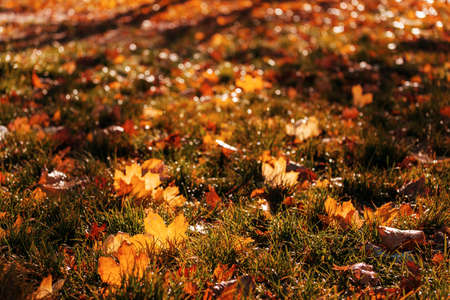 Colorful yellow leaves in Autumn season. Close-up shot. Suitable for background image.
