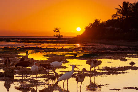 White Ibis  in a Everglades National Park, USA,  Floridaの写真素材