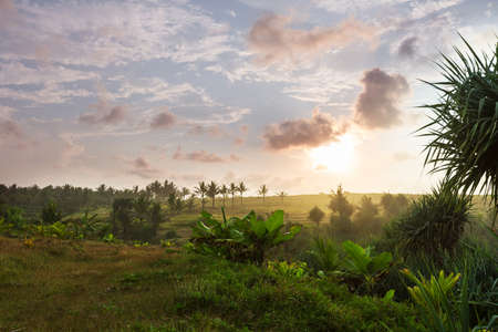 Agriculture in Asia. Green fields in Indonesia.の写真素材