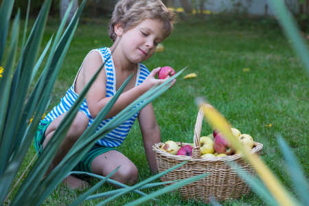 the little boy is harvesting the fall harvest in the gardenの写真素材
