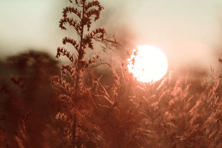 Colorful  autumn meadow in mountains. Natural background.の写真素材