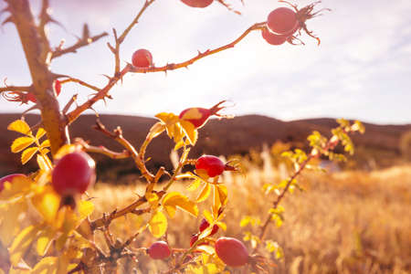 Rosehip berries on the twig in mountains, natural autumn seasonal backgroundの写真素材