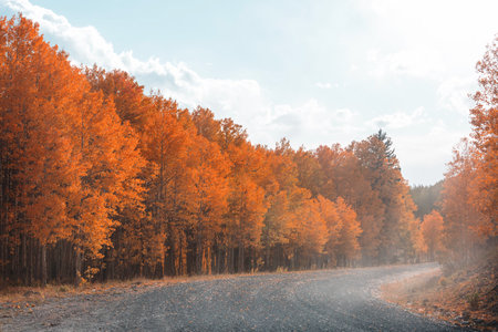 Colorful Autumn scene on countryside road in the forestの写真素材