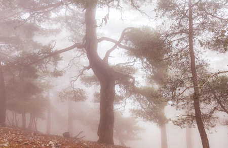 Magic misty forest. Beautiful natural landscapes.の写真素材