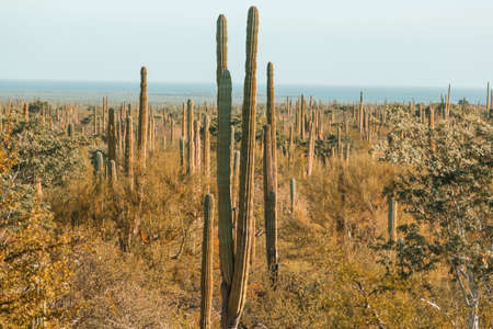 Cactus fields in Mexico, Baja California
