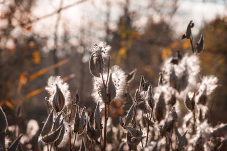 Colorful  autumn meadow in mountains. Natural background.の写真素材