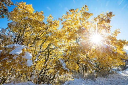 Beautiful aspen trees with  yellow leaves in late fall or early winter under the snow.の写真素材