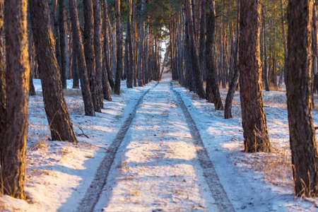 Scenic snow-covered forest in winter season. Good for Christmas background.の写真素材
