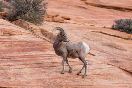 Wild  Mountain Goat  in Cascade mountainsの写真素材
