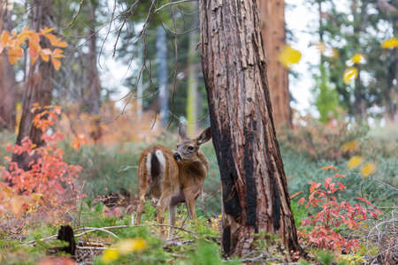 Deer in the beautiful autumn forest. Wildlife sceneの写真素材
