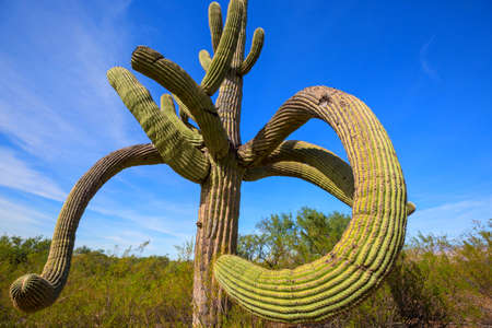 Big Saguaro cactus in a mountains, Arizona, USA