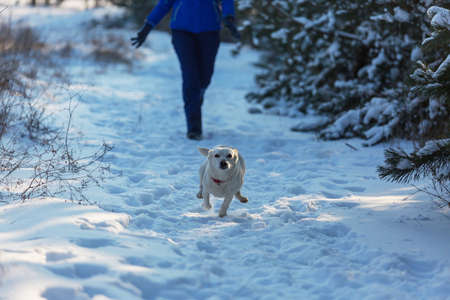 dog in the winter in the snowの写真素材