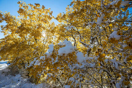 Beautiful aspen trees with  yellow leaves in late fall or early winter under the snow.の写真素材
