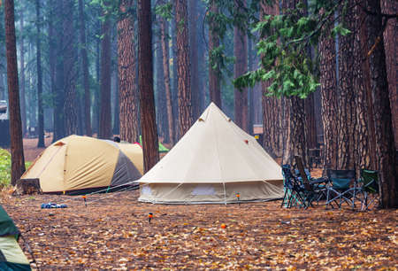 Modern tourist tent hanging between trees in green forestの写真素材