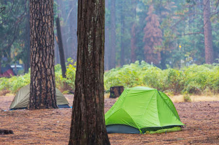 Modern tourist tent hanging between trees in green forestの写真素材